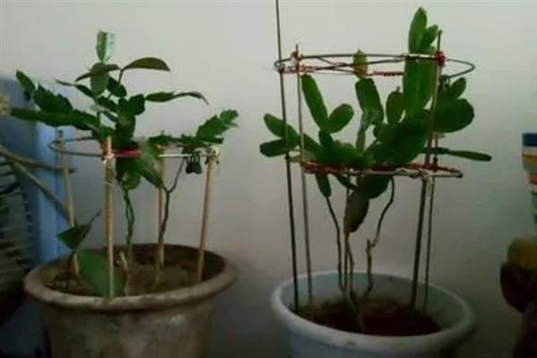 昙花一年能开几次，一年能开3次