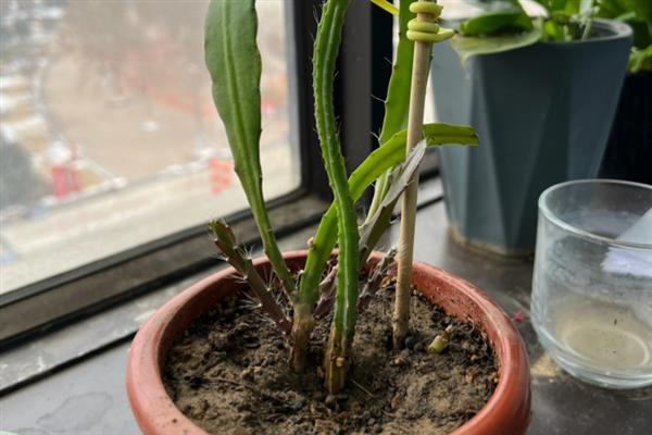 昙花一年能开几次，一年能开3次