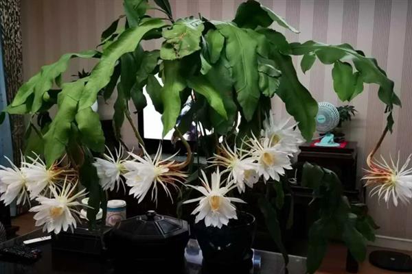 昙花一年能开几次，一年能开3次