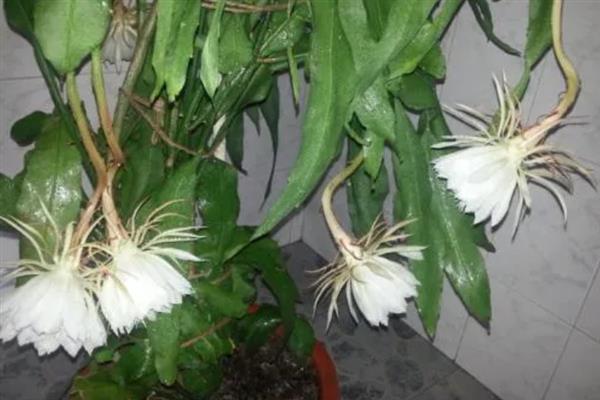 昙花一年能开几次，一年能开3次