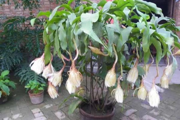昙花一年能开几次，一年能开3次