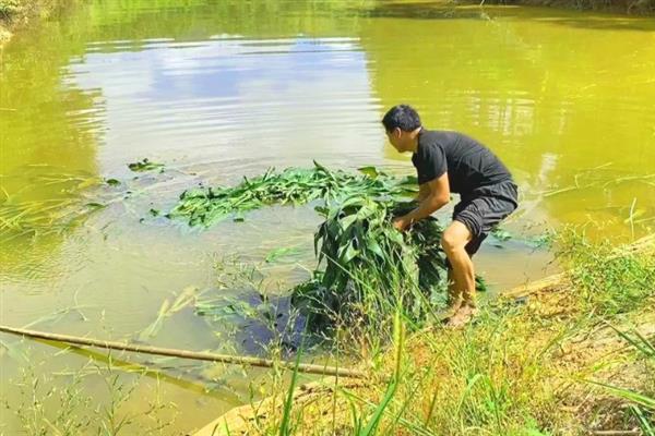 草鱼春天开始进食的时间，一般从3月份开始恢复食欲