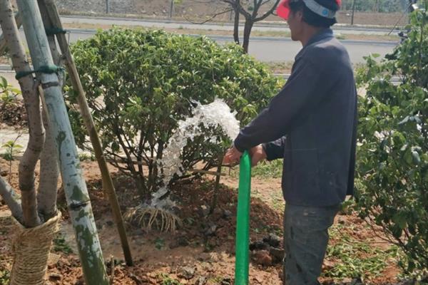 冬青果的养殖方法，喜欢在温暖的环境生长