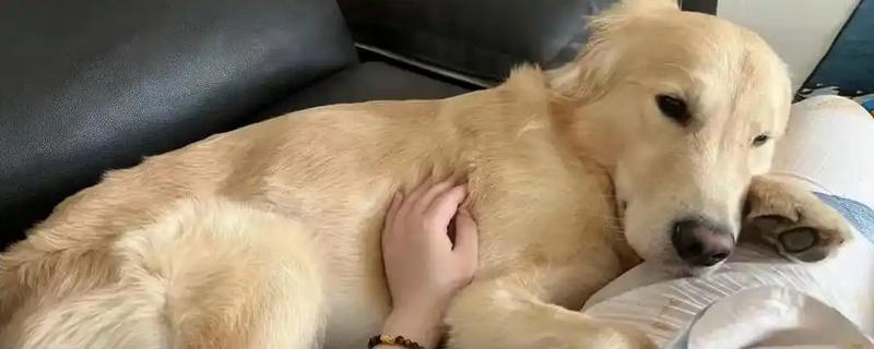 狗狗耳朵进水发炎如何处理，洗耳后涂抹消炎药再口服抗生素