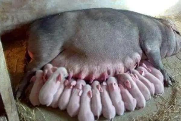刚产下的小猪会排便吗，出生不久后会自行排出胎粪