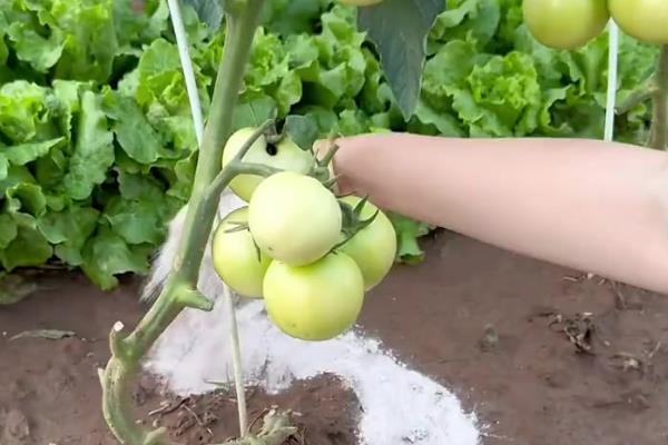 西红柿的上色技术，需及时补充微肥
