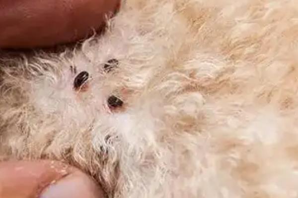 狗狗耳朵进水发炎如何处理，洗耳后涂抹消炎药再口服抗生素