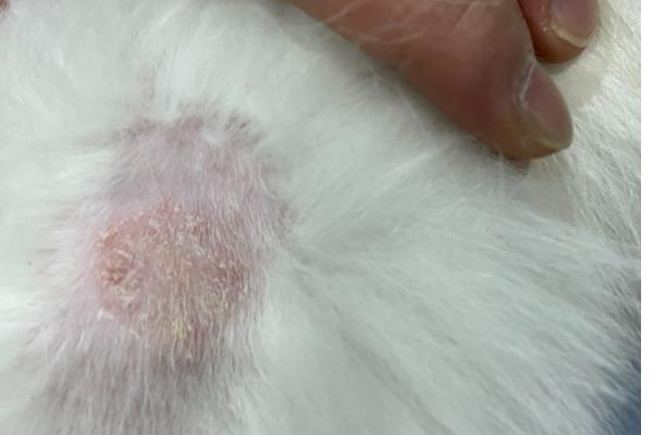 狗狗耳朵进水发炎如何处理，洗耳后涂抹消炎药再口服抗生素