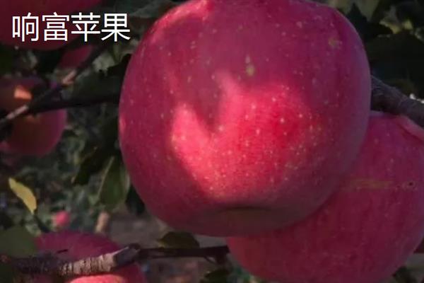 苹果有哪些品种，有响富苹果、烟台苹果等
