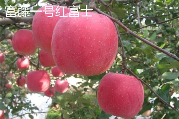 苹果有哪些品种，有响富苹果、烟台苹果等