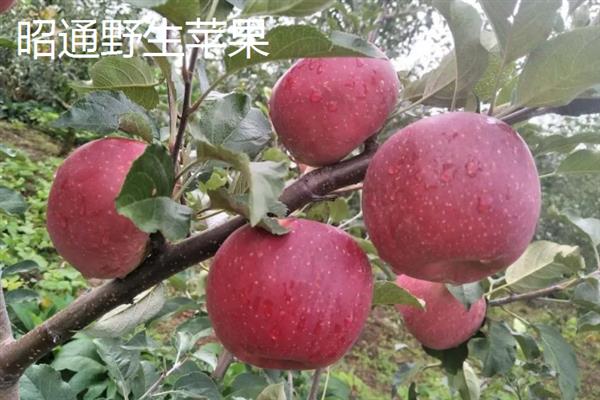 苹果有哪些品种，有响富苹果、烟台苹果等