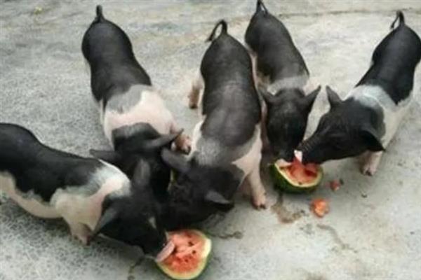 猪吃不吃猪肉，属于杂食动物会吃同类