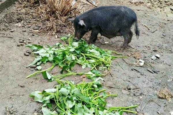 猪吃不吃猪肉，属于杂食动物会吃同类