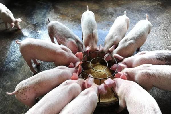 猪吃不吃猪肉，属于杂食动物会吃同类