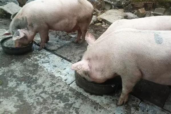 猪吃不吃猪肉，属于杂食动物会吃同类