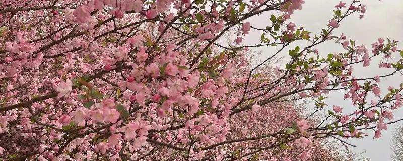 樱花树的种植方法，要选在秋末或者初春