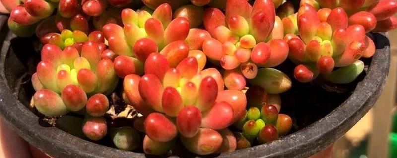 虹之玉徒长如何解决，剪除徒长部位能起到改善效果