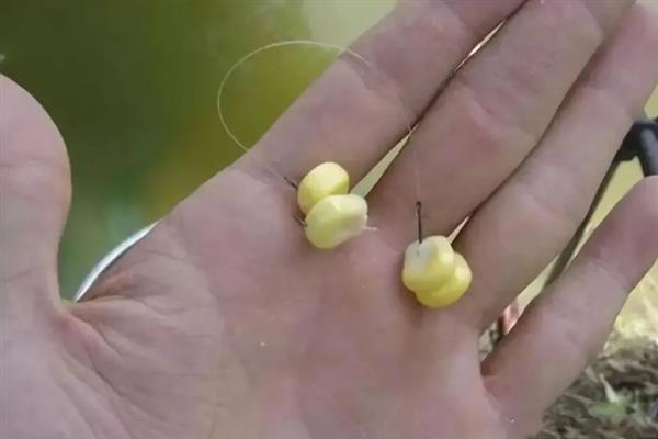 沙坑水深怎么钓鲤鱼，用素饵更常见