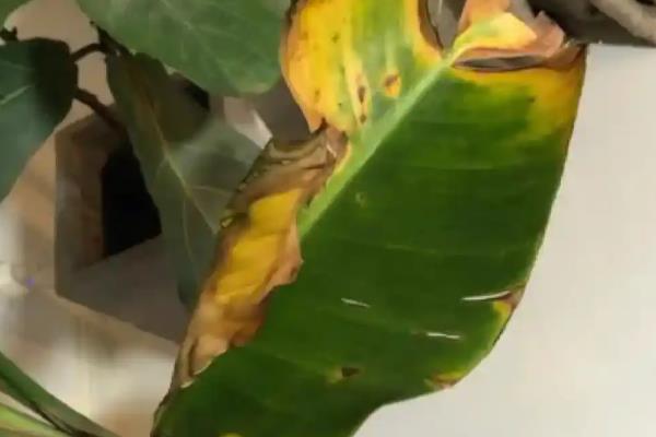 天堂鸟叶子焦边的原因，可能是植株缺水或施肥过量所致