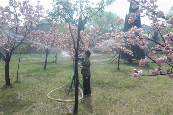 樱花树的种植方法，要选在秋末或者初春