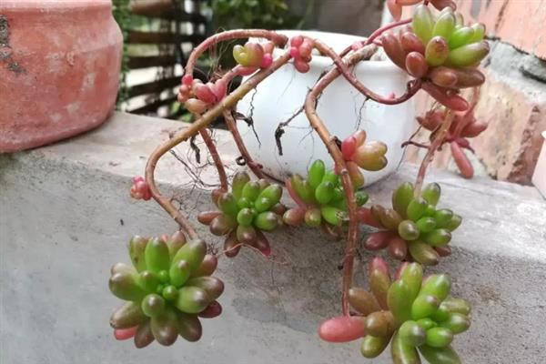 虹之玉徒长如何解决,剪除徒长部位能起到改善效果