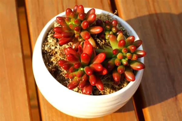 虹之玉徒长如何解决,剪除徒长部位能起到改善效果