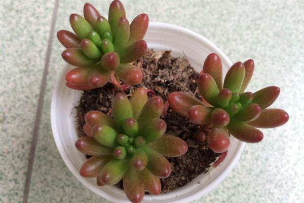 虹之玉徒长如何解决,剪除徒长部位能起到改善效果