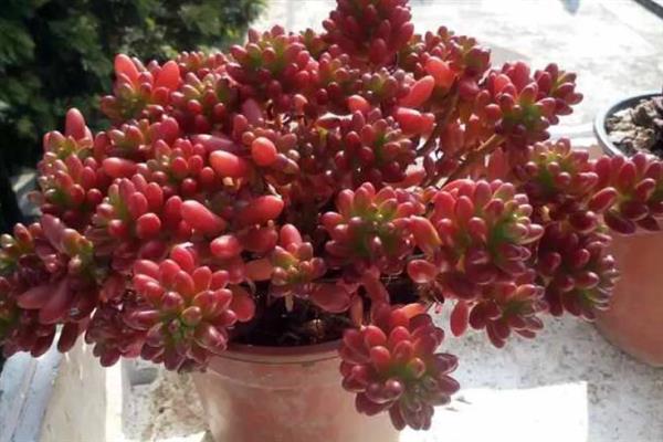 虹之玉徒长如何解决,剪除徒长部位能起到改善效果