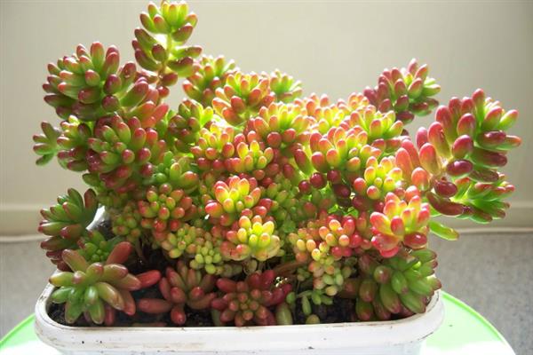 虹之玉徒长如何解决,剪除徒长部位能起到改善效果