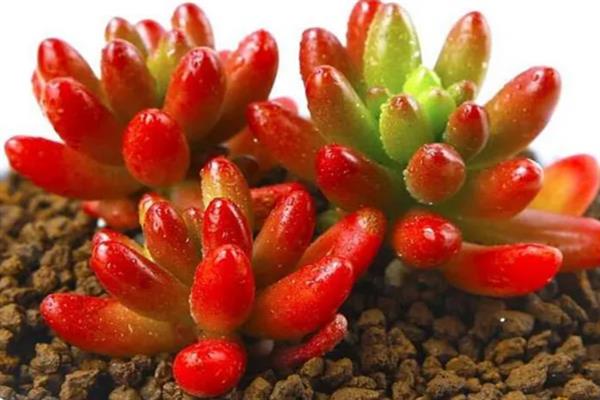 虹之玉徒长如何解决,剪除徒长部位能起到改善效果