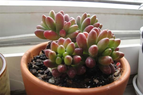 虹之玉徒长如何解决,剪除徒长部位能起到改善效果