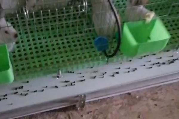 兔棚怎么搭建，需要对兔棚进行分区域管理