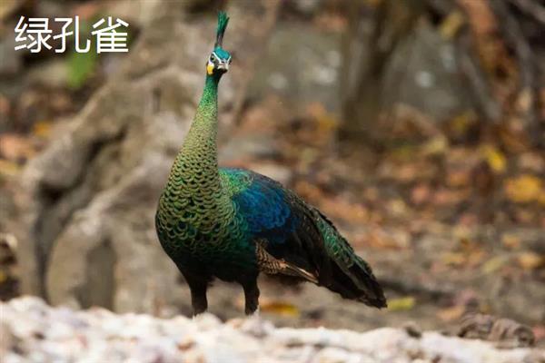 孔雀会飞吗，孔雀会飞