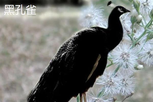 孔雀会飞吗，孔雀会飞