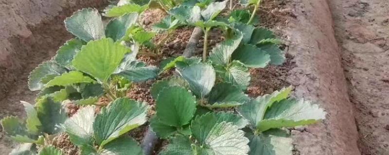 草莓苗期的管理方法，需结合浇水进行一次追肥