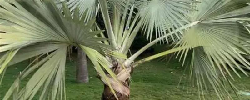 扇子树的种植方法，播种后要覆草保湿