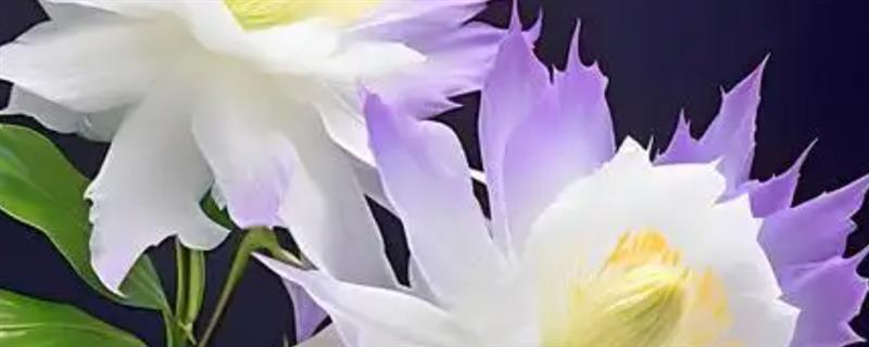 昙花施什么肥料，春季每隔20天左右追施一次氮肥