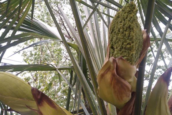 扇子树的种植方法，播种后要覆草保湿