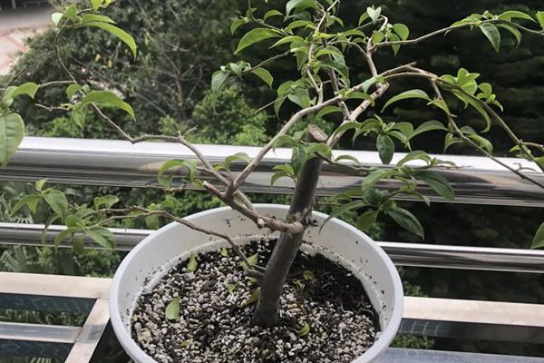 冬季三角梅的养殖方式，每隔10-15天浇一次水
