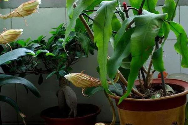昙花施什么肥料，春季每隔20天左右追施一次氮肥