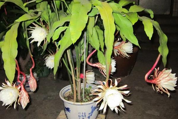 昙花施什么肥料，春季每隔20天左右追施一次氮肥