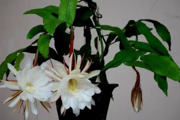昙花施什么肥料，春季每隔20天左右追施一次氮肥
