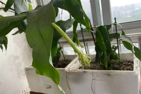 昙花施什么肥料，春季每隔20天左右追施一次氮肥