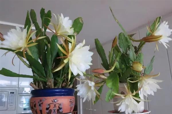 昙花施什么肥料，春季每隔20天左右追施一次氮肥