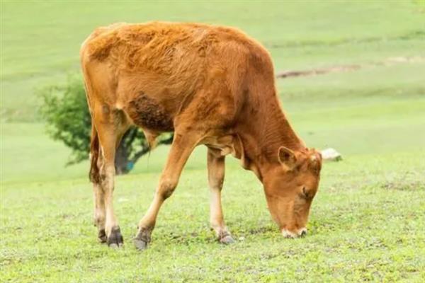 牛犊为什么拉绿色粪便，常见以下3个原因