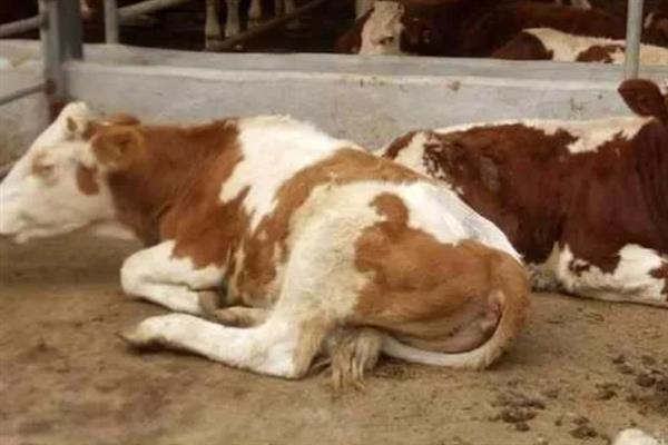 牛犊为什么拉绿色粪便，常见以下3个原因