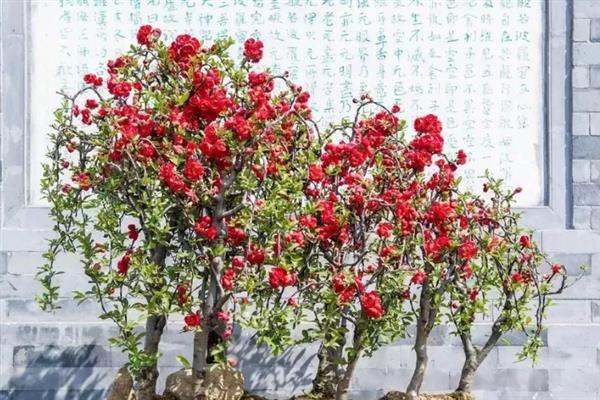 养好海棠花的方法，每隔半个月追施一次磷钾肥