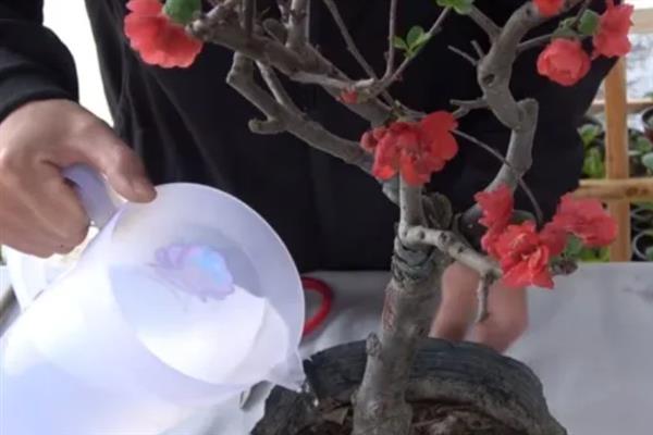 养好海棠花的方法，每隔半个月追施一次磷钾肥