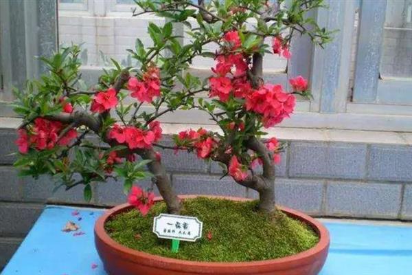养好海棠花的方法，每隔半个月追施一次磷钾肥