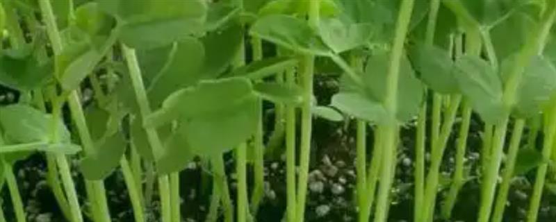 豌豆苗怎样种，种植前需施加足量的底肥